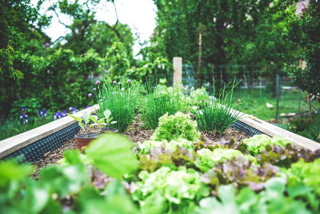 Image from Unsplash of a garden