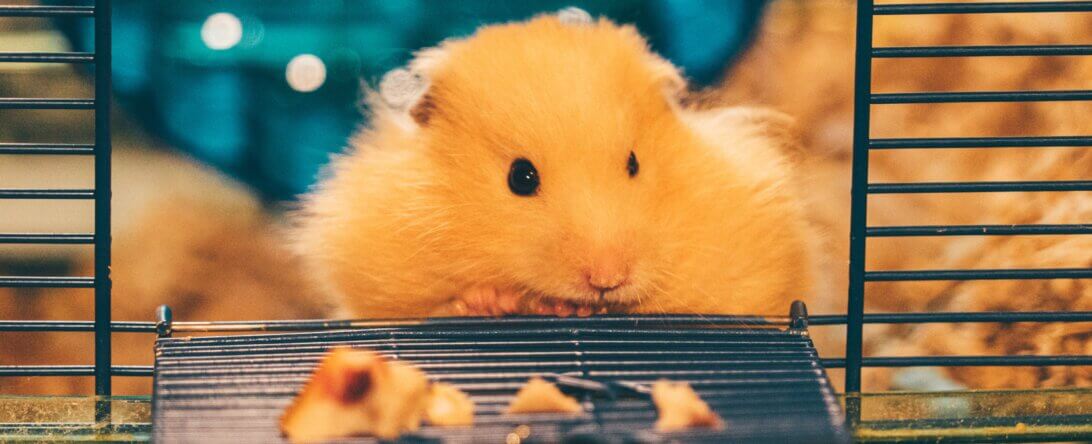 Image from Unsplash of a hamster in a cage