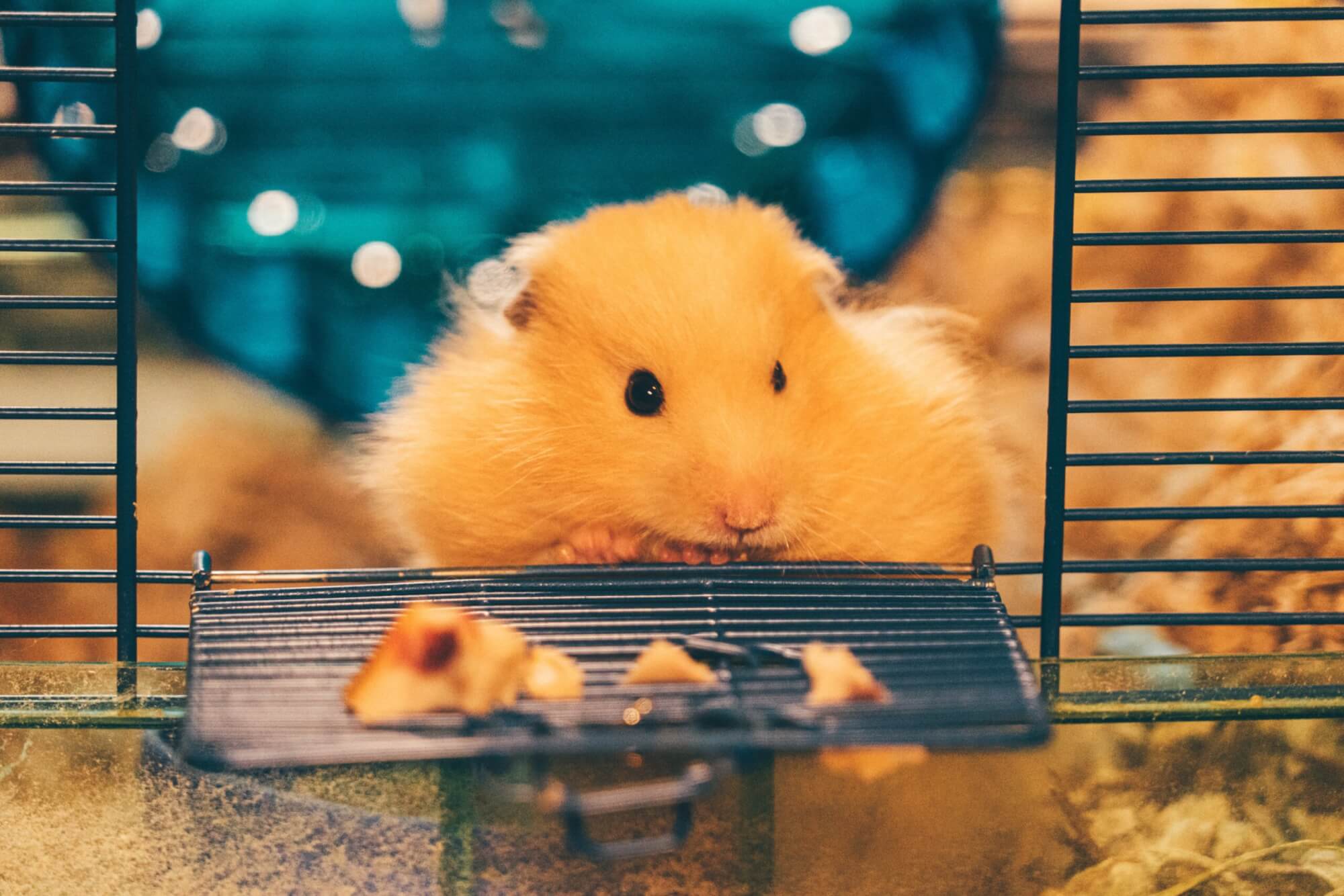 Image from Unsplash of a hamster in a cage