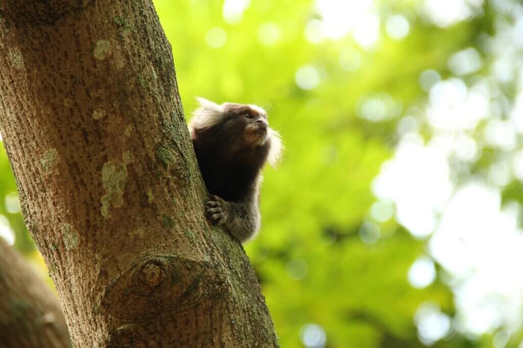 PETA-owned image of a marmoset in a tree from https://www.peta.org/blog/xena-marmoset-umass/