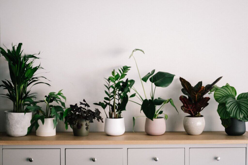 Image from Unsplash of plants in a room