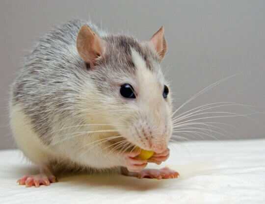 Image from Pixabay of a rat