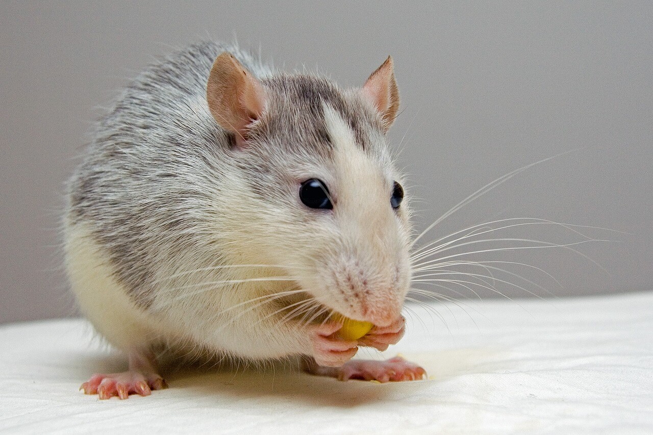Image from Pixabay of a rat