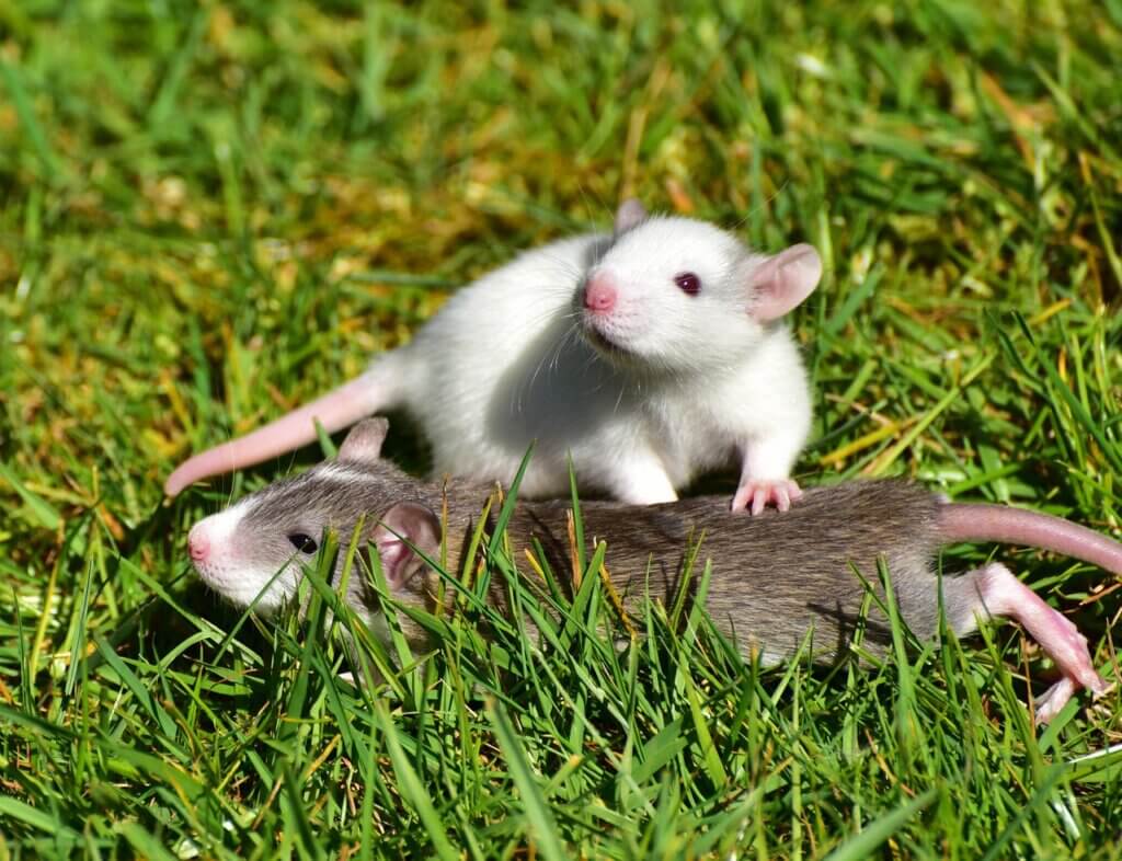 Image from Pixabay of rats playing