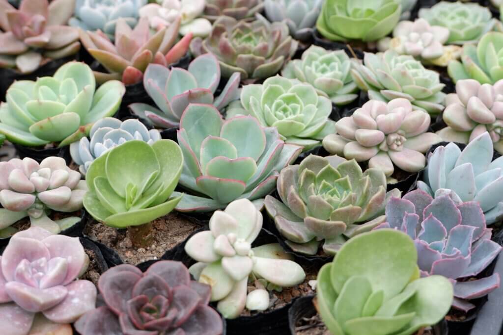 Image from Unsplash of succulents