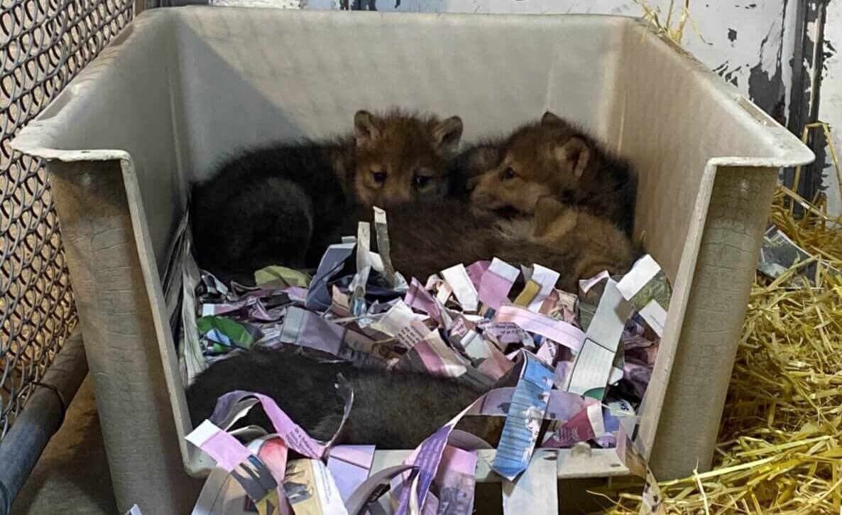 PETA-owned image of wolf pups huddled from https://investigations.peta.org/wp-content/uploads/2023/07/1_wolf-pups-1536x1152.jpg