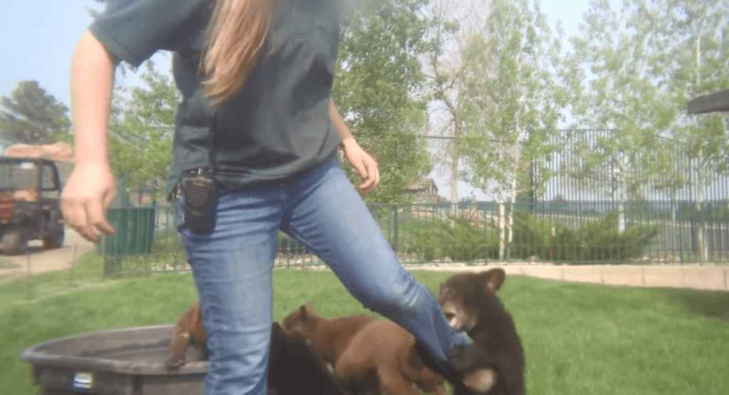 PETA-owned image of a woman kicking a bear cub