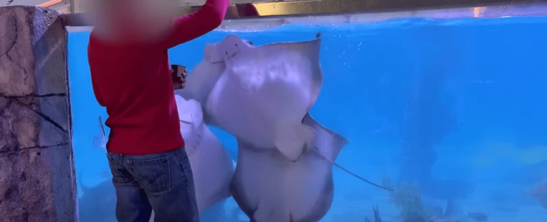 PETA-owned screenshot from https://www.youtube.com/watch?v=fukSjVxTD14 of SeaQuest
