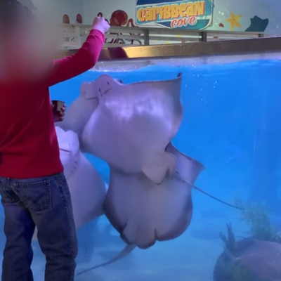 PETA-owned screenshot from https://www.youtube.com/watch?v=fukSjVxTD14 of SeaQuest
