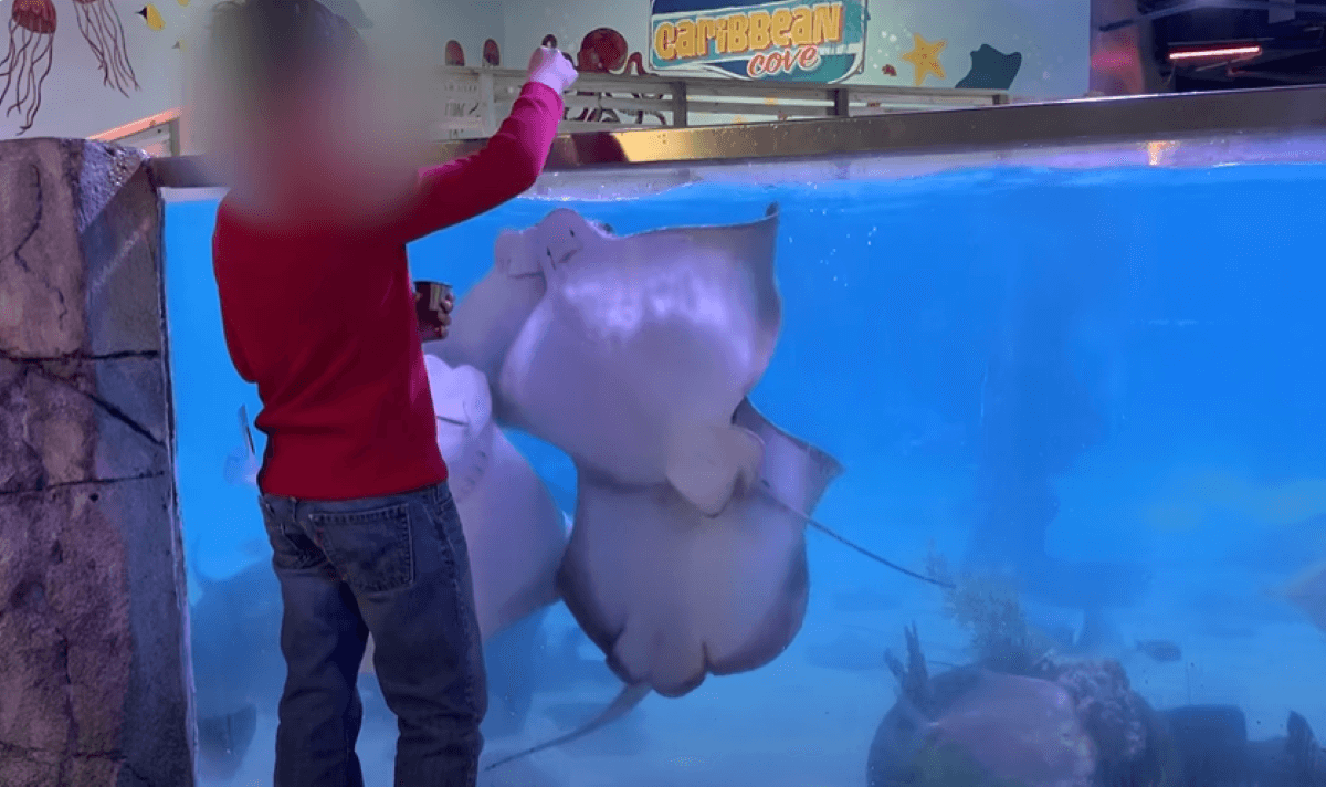 PETA-owned screenshot from https://www.youtube.com/watch?v=fukSjVxTD14 of SeaQuest