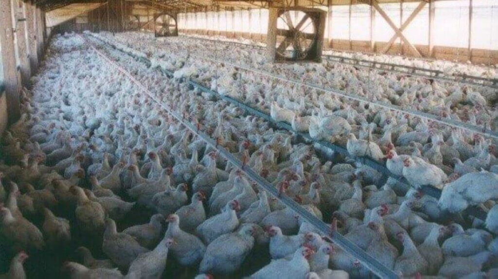 PETA-owned image of chickens from https://www.peta.org/blog/one-bloody-bite-womans-perception-kfc-comes-crashing/