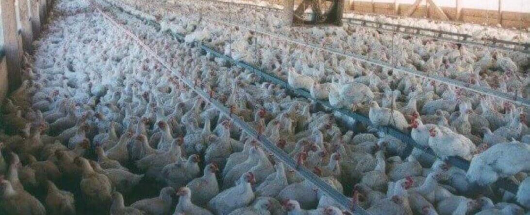 PETA-owned image of chickens from https://www.peta.org/blog/one-bloody-bite-womans-perception-kfc-comes-crashing/