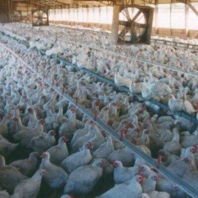 PETA-owned image of chickens from https://www.peta.org/blog/one-bloody-bite-womans-perception-kfc-comes-crashing/