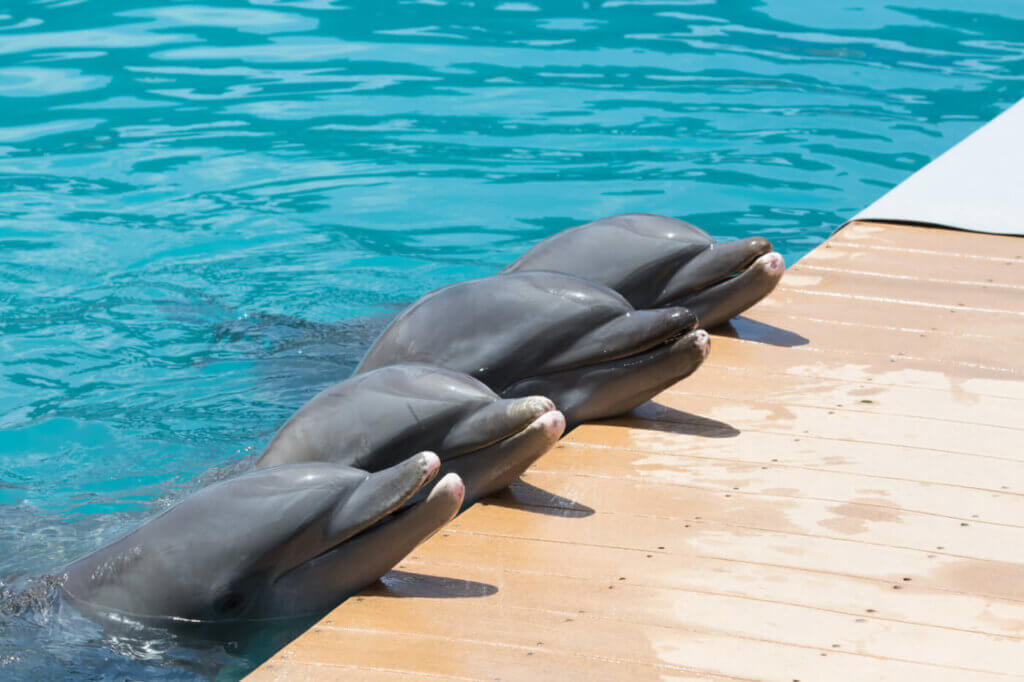 PETA-owned image of dolphins from https://www.peta.org/action/action-alerts/miami-seaquarium-release-dolphins/