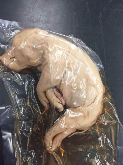 PETA-owned image of a fetal pig from https://www.peta.org/action/action-alerts/project-lead-the-way-dissection/