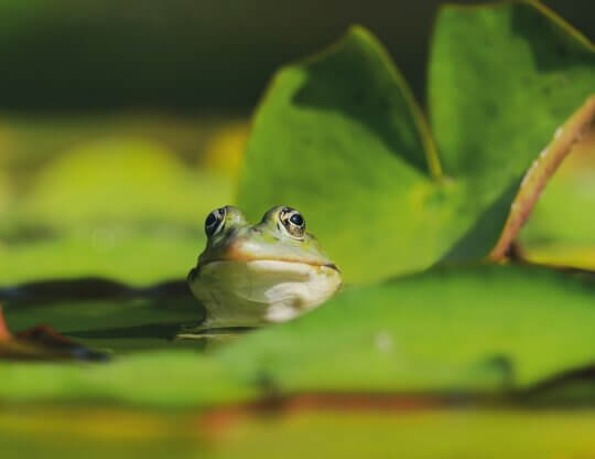 Image of a frog on a lily pad from Pixabay