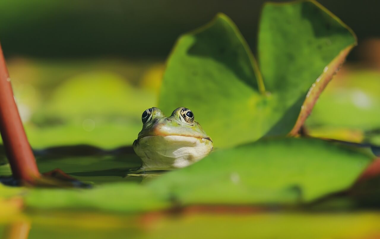 Image of a frog on a lily pad from Pixabay