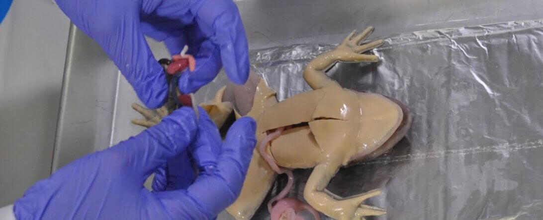 PETA-owned image of SynFrog from https://headlines.peta.org/frog-dissection/