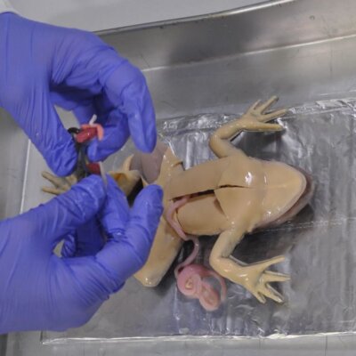 PETA-owned image of SynFrog from https://headlines.peta.org/frog-dissection/
