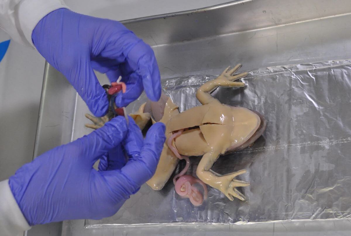 PETA-owned image of SynFrog from https://headlines.peta.org/frog-dissection/
