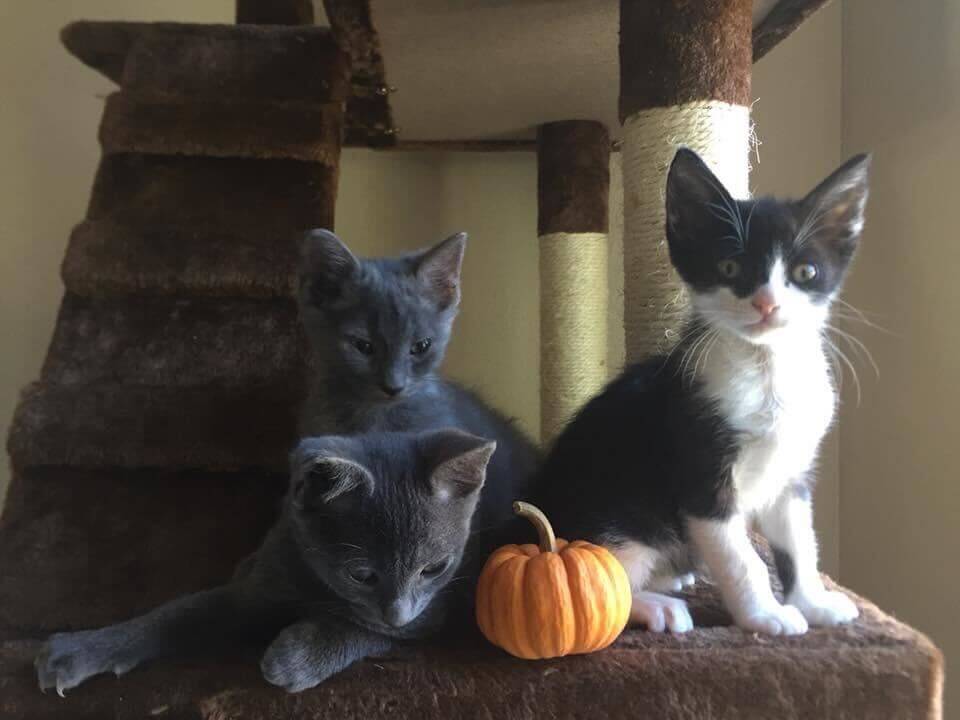 kittens indoors with pumpkin
