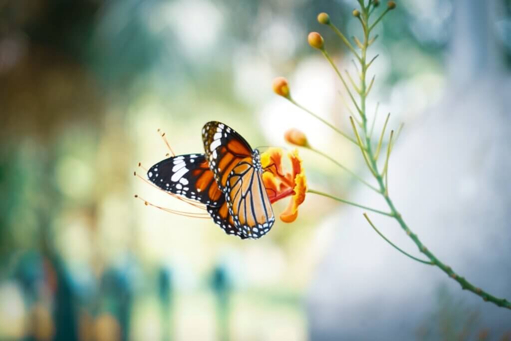 Image of butterfly for yoga feature from Unsplash