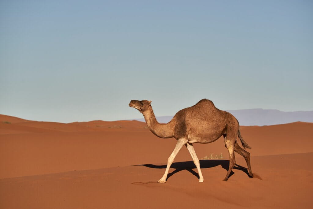 Image of camel for yoga feature from Unsplash