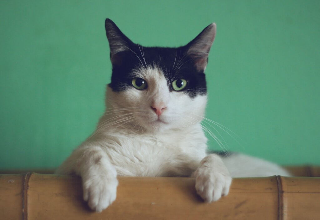 Image of a cat for yoga feature from Unsplash