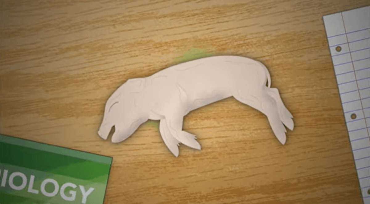 PETA-owned screenshot of 'Dissection in Reverse' from https://www.youtube.com/watch?v=eDHElqPdzX4