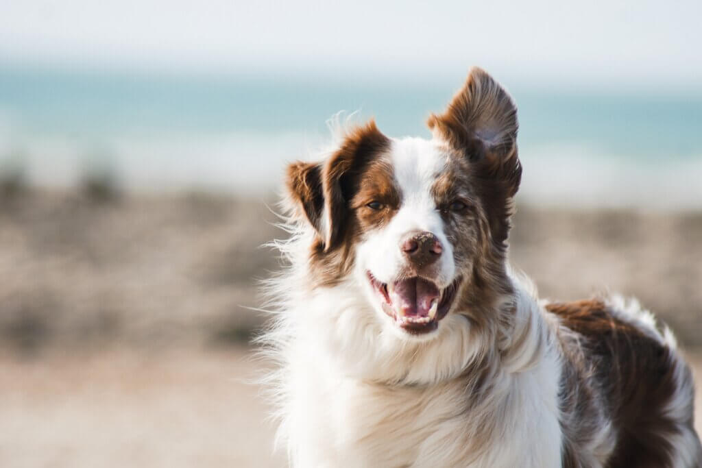 Image of dog for yoga feature from Unsplash