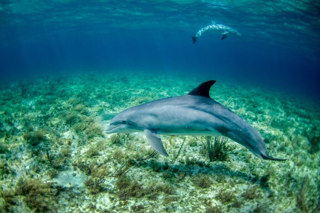 Image of dolphin for yoga feature from Unsplash