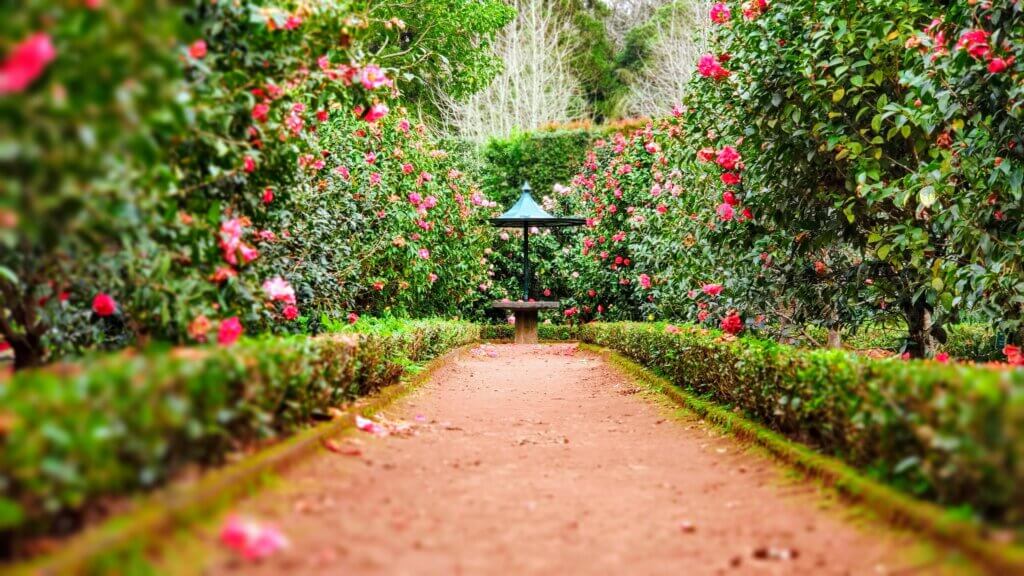 Image of a green garden for a senior tradition from Unsplash