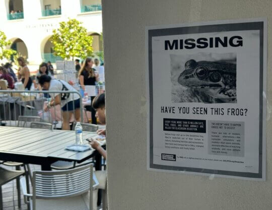 PETA-owned image of missing poster for featured image from Mason M