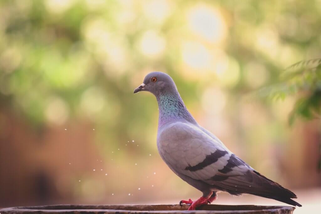 Image of pigeon for yoga feature from Unsplash