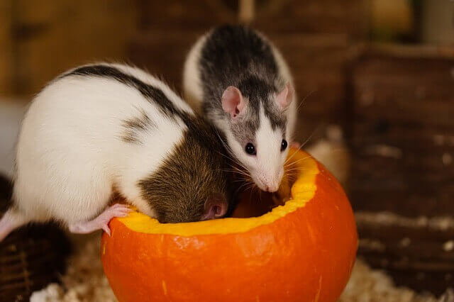 rats eating pumpkin