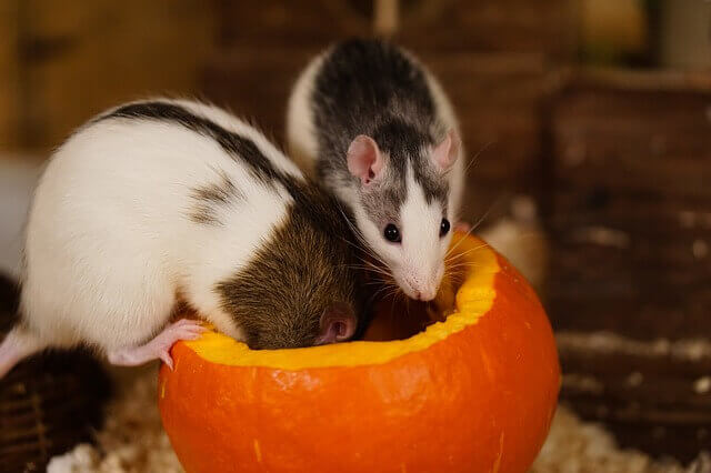 carve pumpkins 1