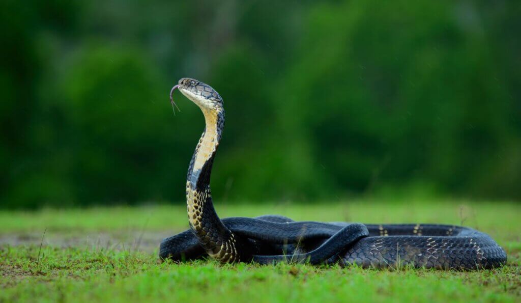 Image of a snake from iStock