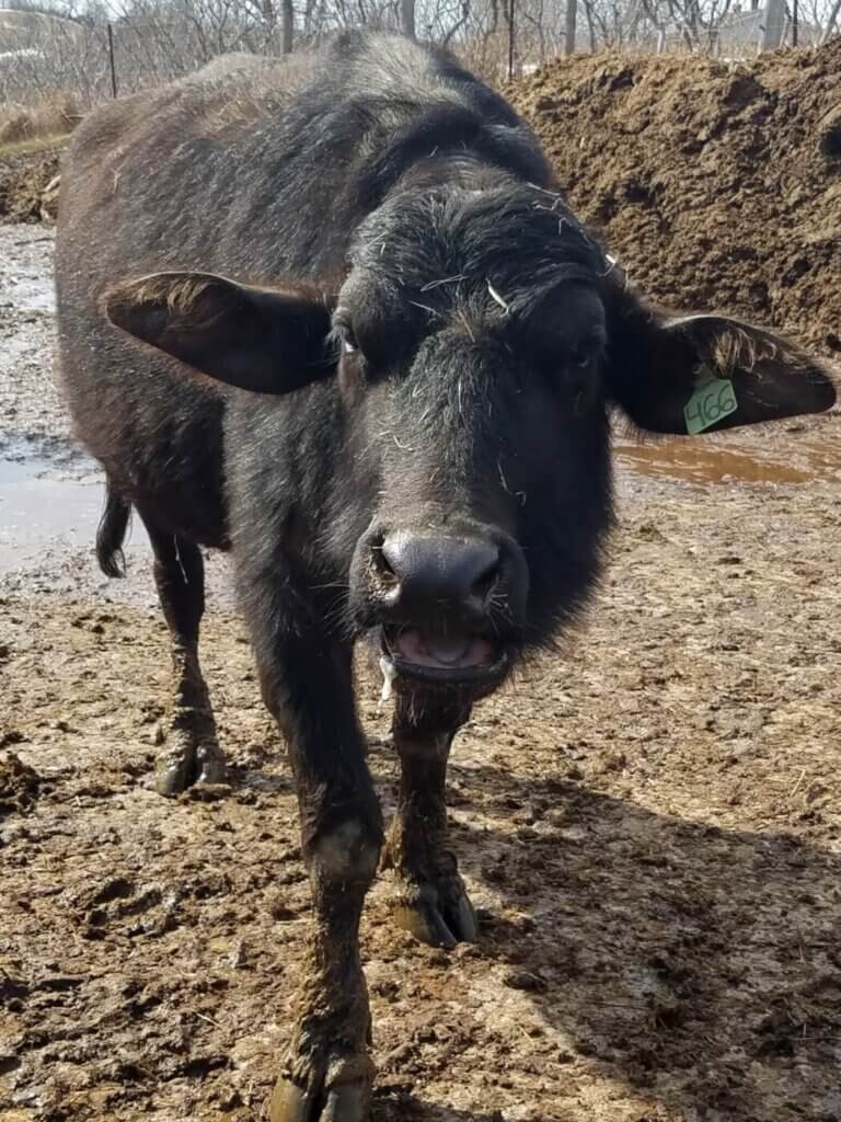 Mission Ask Store To Reconsider Water Buffalo Mozzarella Peta2 Water Buffalo 1 768x1024