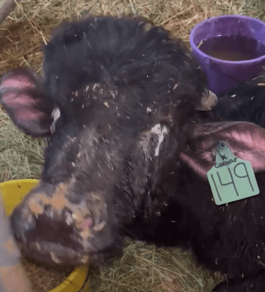 PETA-owned image of a water buffalo from https://investigations.peta.org/ontario-water-buffalo-company/