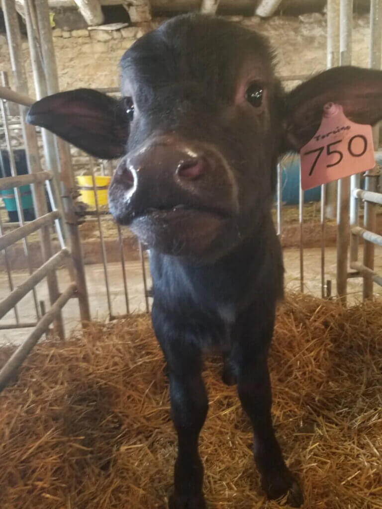 PETA-owned image of a water buffalo from https://investigations.peta.org/ontario-water-buffalo-company/