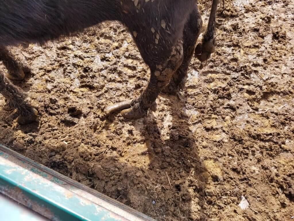 PETA-owned image of a water buffalo from https://investigations.peta.org/ontario-water-buffalo-company/