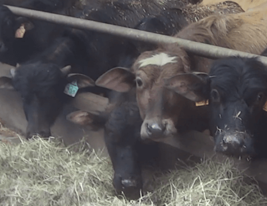 PETA-owned image for the water buffalo featured image from https://vimeo.com/819657005