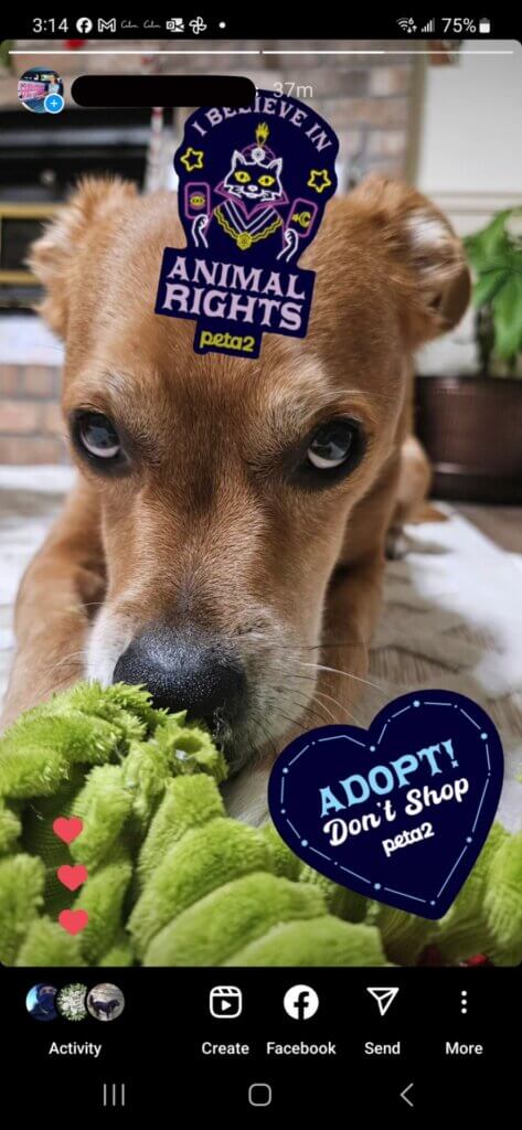 PETA-owned image from Sarah W