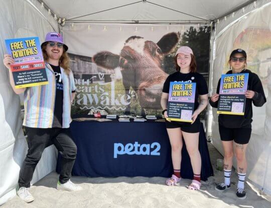PETA-owned image of adjacent festival from Sharepoint for festival recap