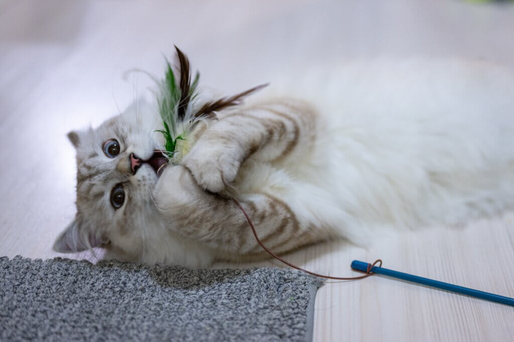 Image from Unsplash of a cat with a toy