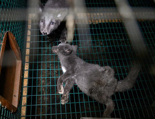 Image of a fur far from Jo-Anne McArthur/We Animals