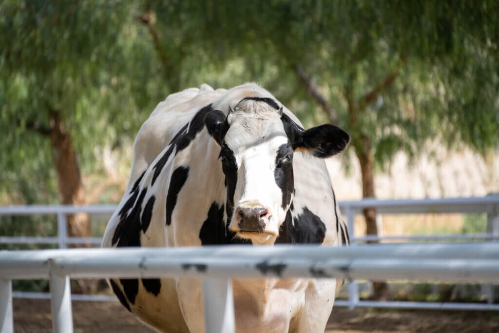 Cow at Gentle Barn Sanctuary