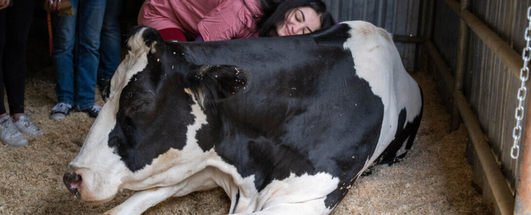 Student hugging cow at Gentle Barn