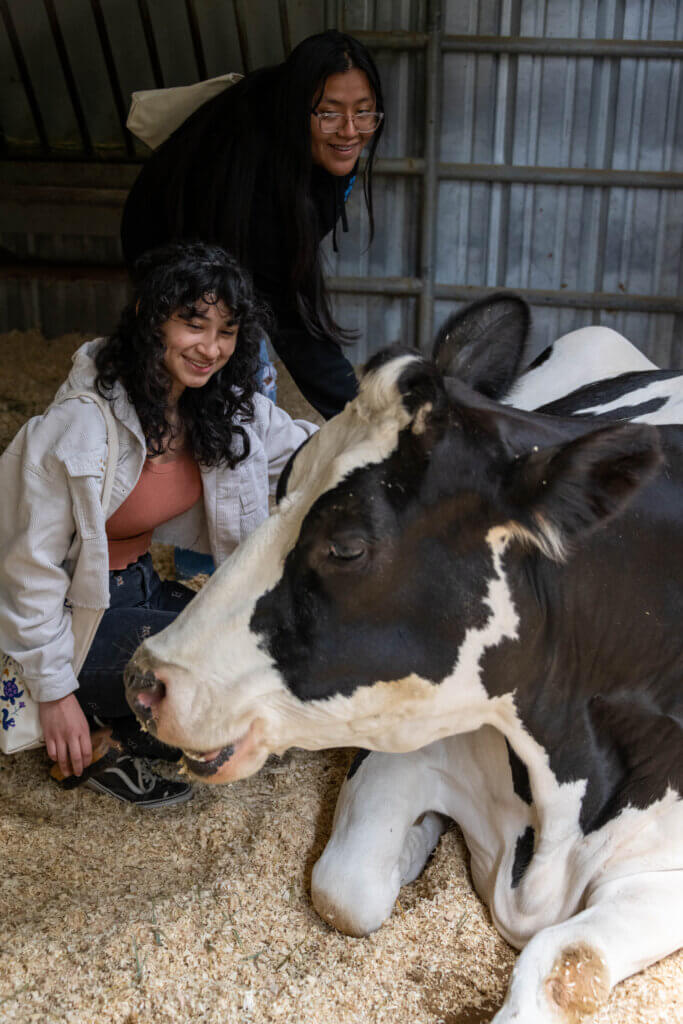 Two students petting cow at Gentle Barn