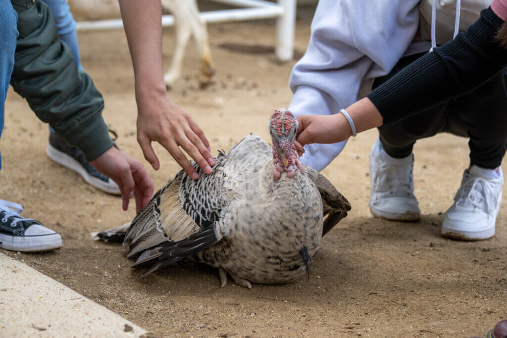 Students petting turkey at Gentle Barn